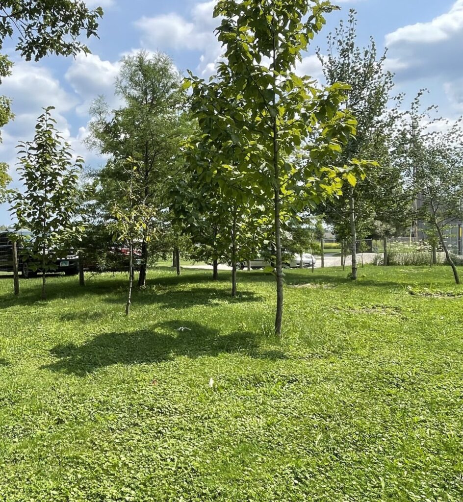 493270395 1464708457824144 7150264040216978295 n