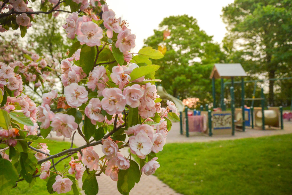 Elder Lane Park