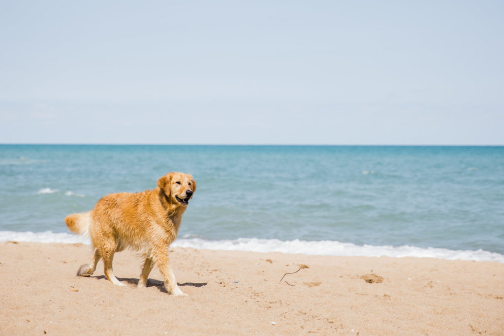 Centennial Dog Beach