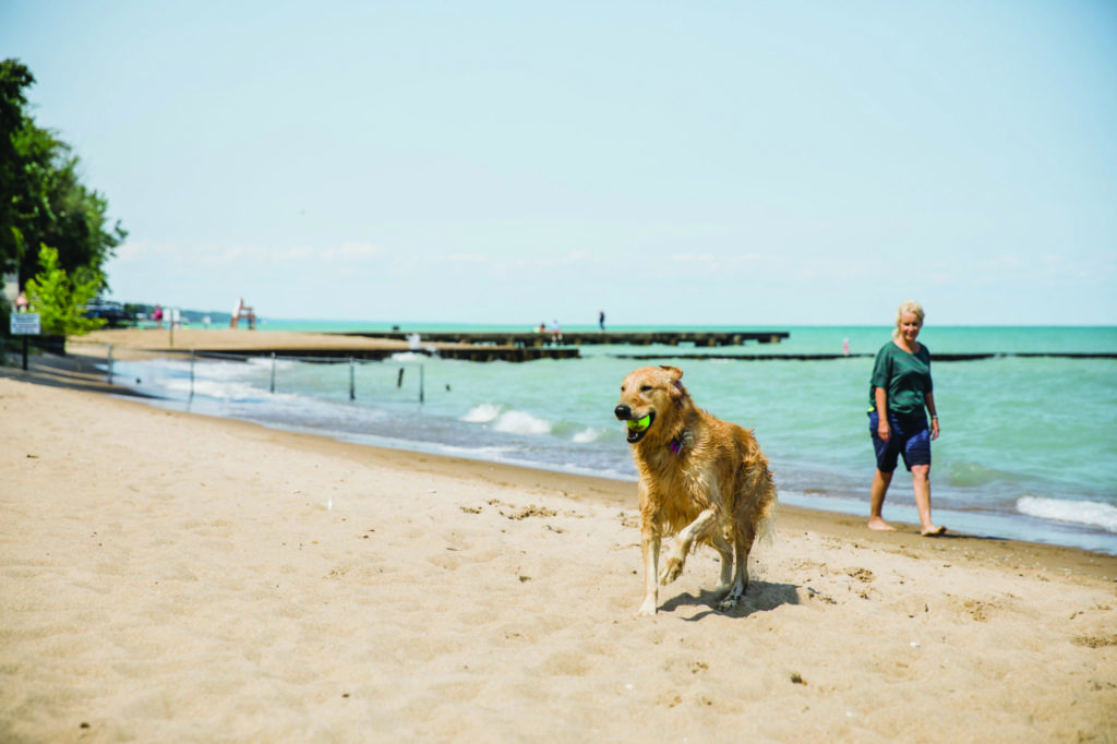 Centennial Park dog beach