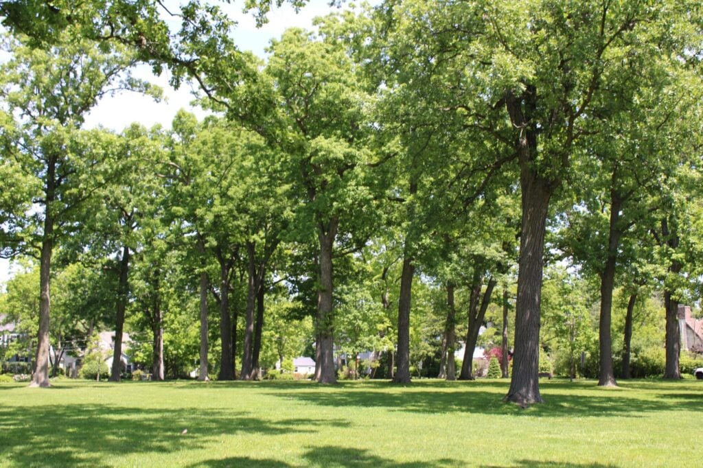 West Elm Street Park