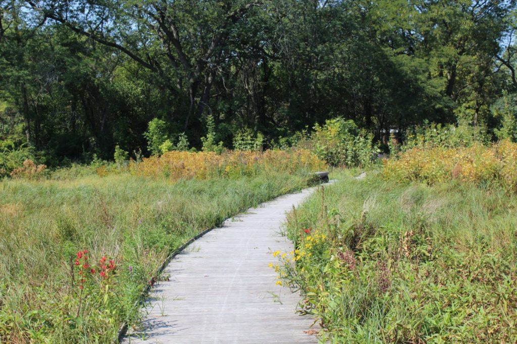 Crow Island Woods boardwalk