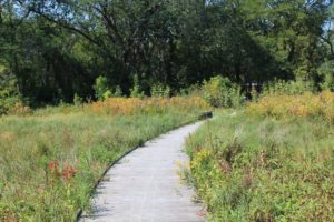 Crow Island Woods