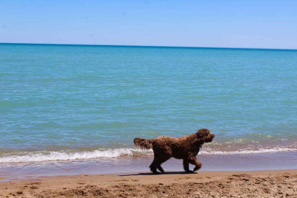 Centennial Beach dog beach