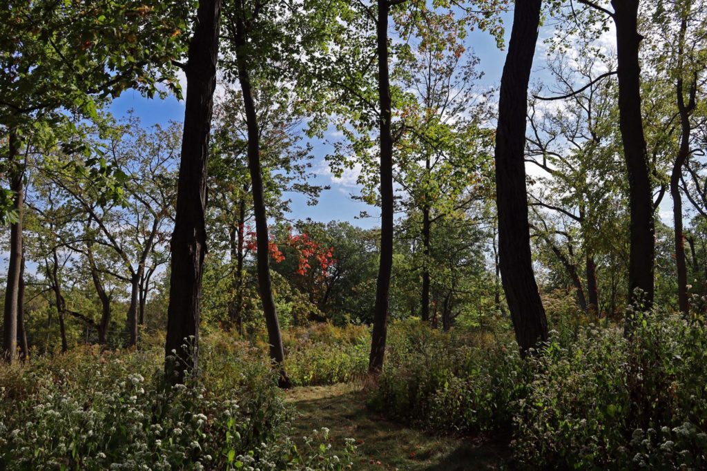 Lloyd Park wooded natural areas