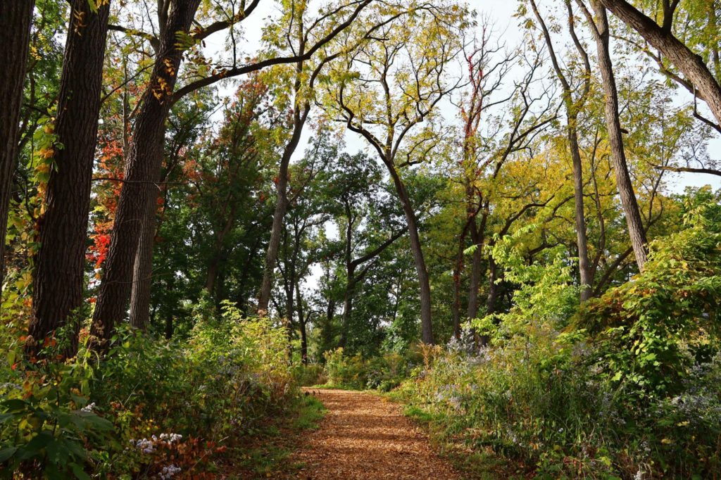 Bell Woods walking path