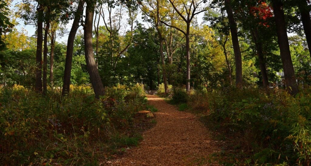 Bell Woods walking path