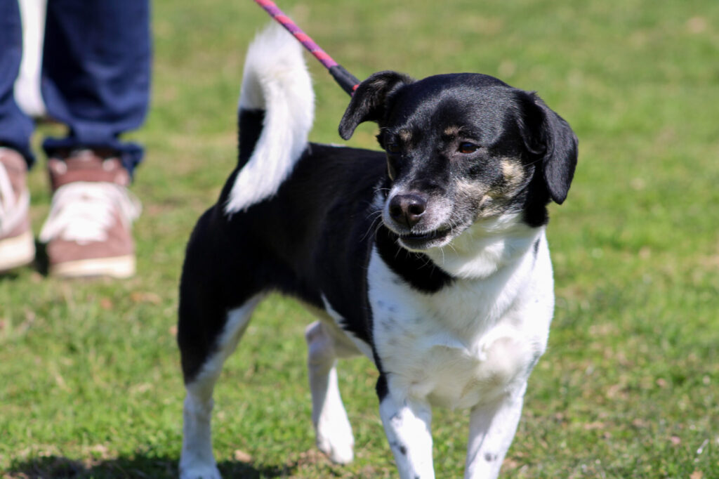 Close up of a small terrier dog walking in the grass on a leash.