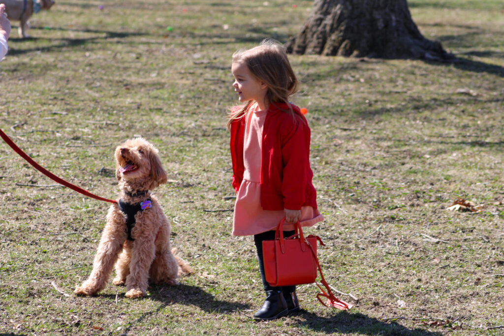 A little girl wearing a red jacket and a red purse standing next to a puppy Golden Doodle on a leash.