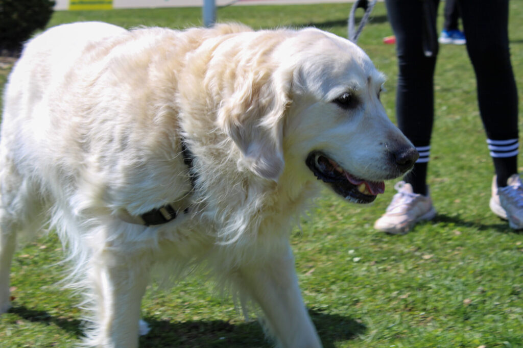 Close up of a Golden Retriever walking in the grass on a leash.