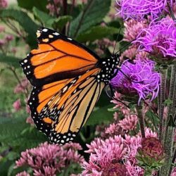 A butterfly on a flower